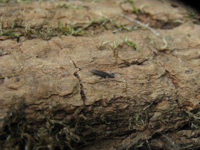 Aproaerema anthyllidella