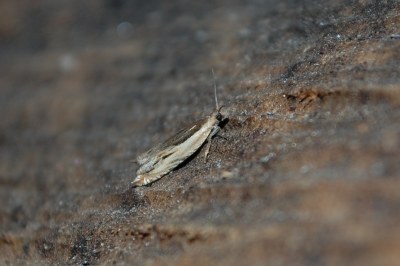 Ancylis apicella