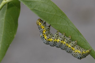 Plusie de l'Asclépiade  (<i>Abrostola asclepiadis</i>)