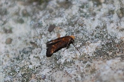 <i>Apodia bifractella</i>
