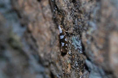 <i>Argyresthia brockeella</i>