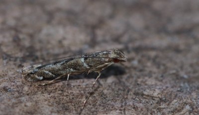 <i>Acrocercops brongniardella</i>