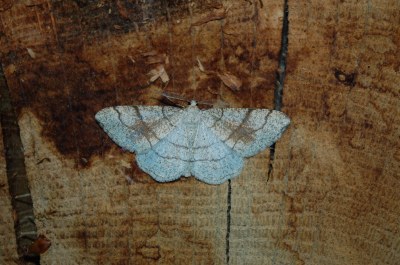 Adactylotis contaminaria