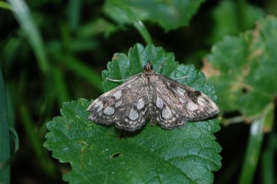 <i>Anania coronata</i>