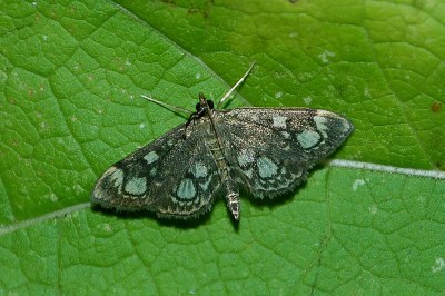 Anania coronata