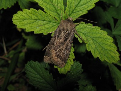 Agrotis bigramma