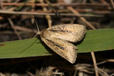 Nonagrie rubanée  (<i>Archanara dissoluta</i>)