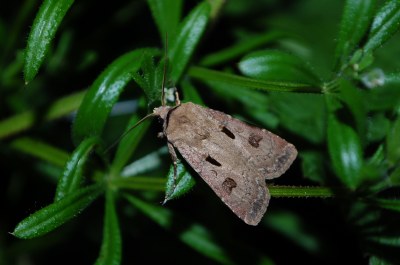 Point d'Exclamation  (<i>Agrotis exclamationis</i>)
