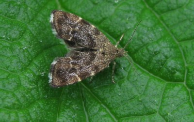 Anthophila fabriciana