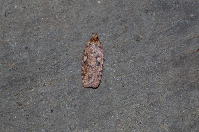 Agonopterix ferocella