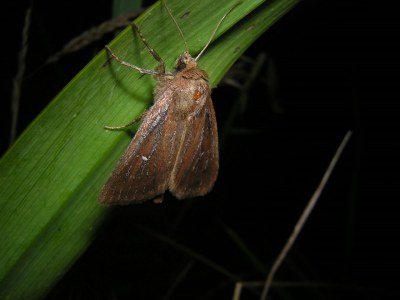 Nonagrie des Marais  (<i>Lenisa geminipuncta</i>)