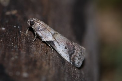 <i>Acrobasis glaucella</i>