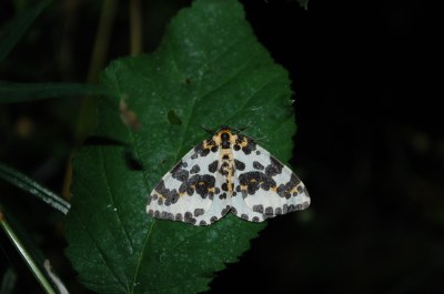 Abraxas grossulariata