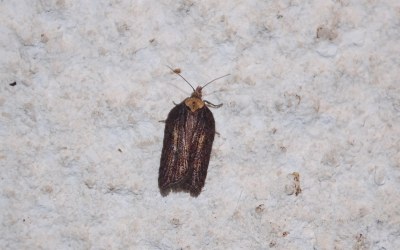 <i>Acleris hastiana</i>