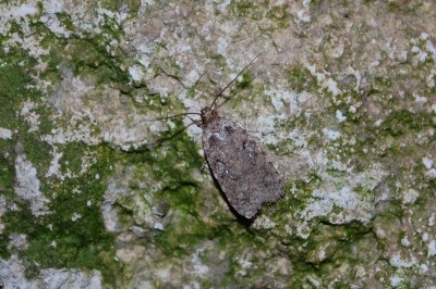 <i>Agonopterix heracliana</i>