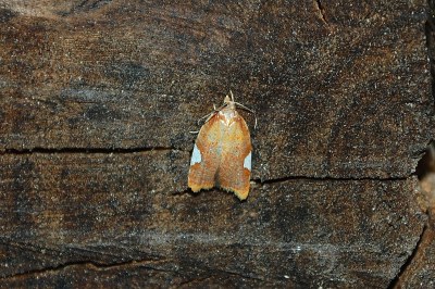 <i>Acleris holmiana</i>