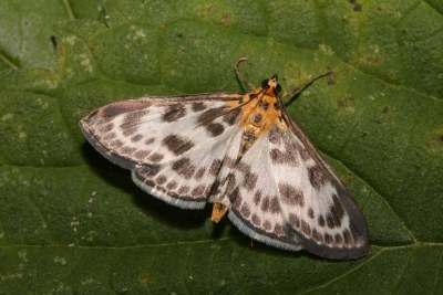 Anania hortulata