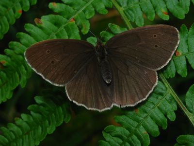 Tristan  (<i>Aphantopus hyperantus</i>)