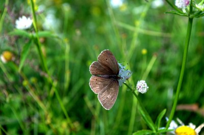 Aphantopus hyperantus