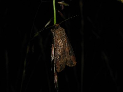 Agrotis ipsilon