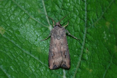 Agrotis ipsilon