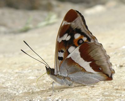 Apatura iris