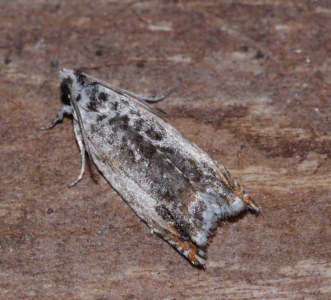 <i>Ancylis laetana</i>