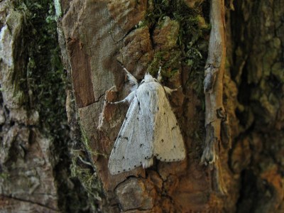 Acronicta leporina