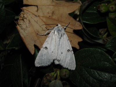 Acronicta leporina