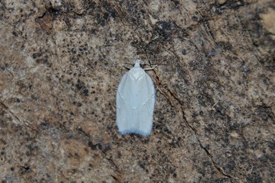 <i>Acleris logiana</i>
