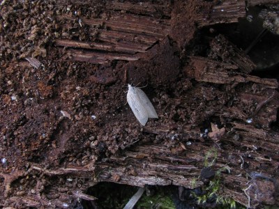 Acleris lorquiniana