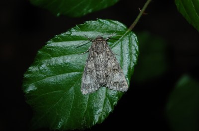 Acronicta megacephala