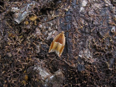 Ancylis mitterbacheriana