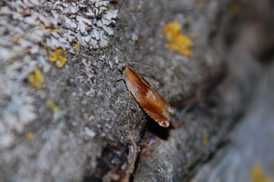 <i>Ancylis mitterbacheriana</i>
