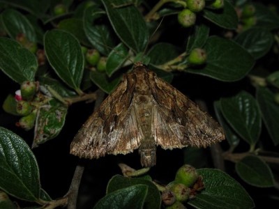 Apamea monoglypha
