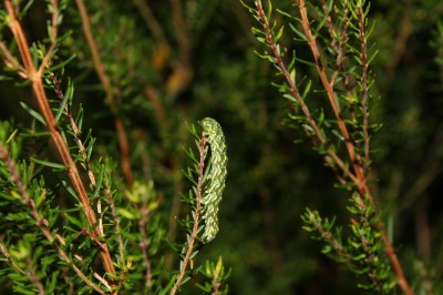 Noctuelle de la Myrtille  (<i>Anarta myrtilli</i>)