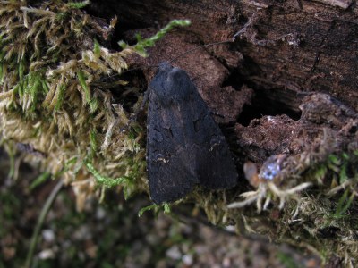 Noctuelle anthracite 