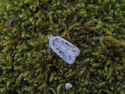 <i>Agonopterix ocellana</i>