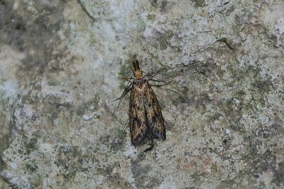 <i>Aplota palpella</i>