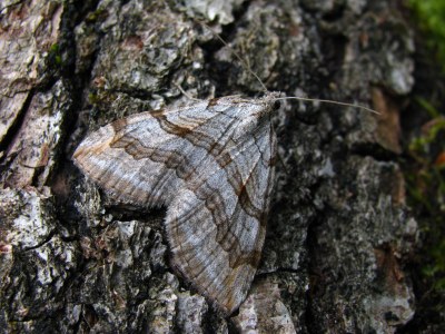 Aplocera plagiata