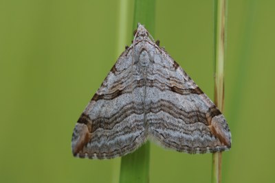Aplocera plagiata