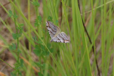 Aplocera plagiata