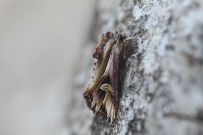 Actinotia polyodon