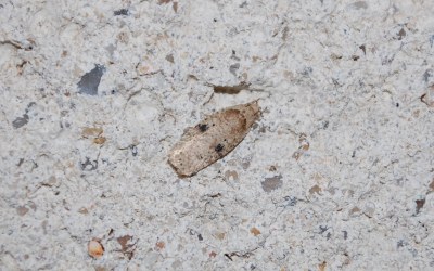 <i>Agonopterix propinquella</i>