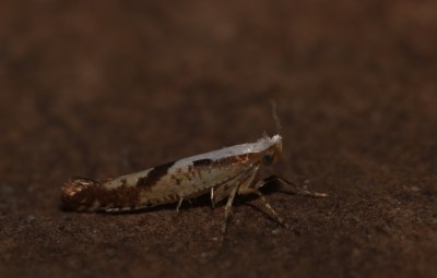 <i>Argyresthia pruniella</i>