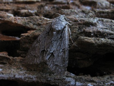 Psi  (<i>Acronicta psi</i>)