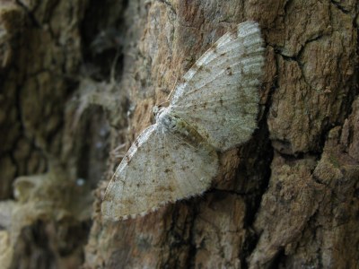 Aethalura punctulata
