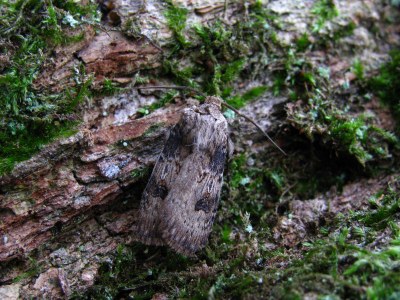 Noctuelle des Renouées 