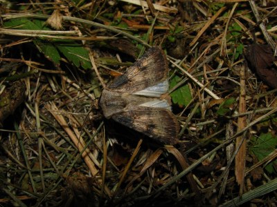 Agrotis puta