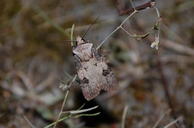 Agrotis puta
